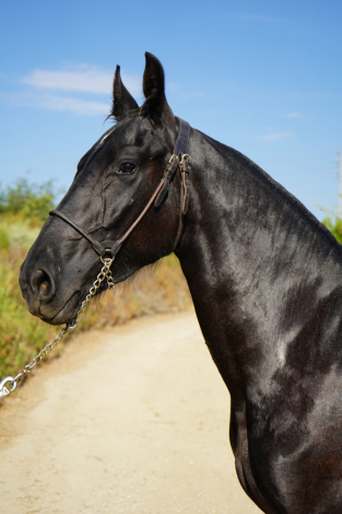 HorseID: 2301134 Belinda BG - PhotoID: 1084877