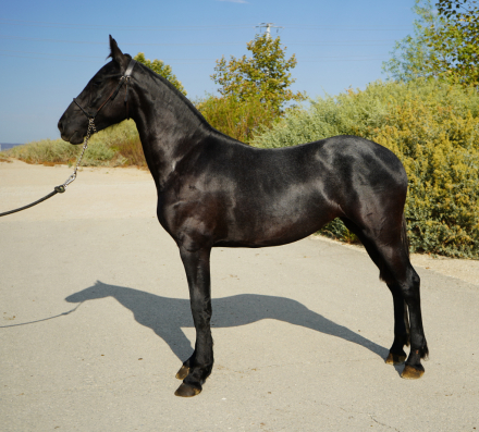 HorseID: 2301134 Belinda BG - PhotoID: 1084878