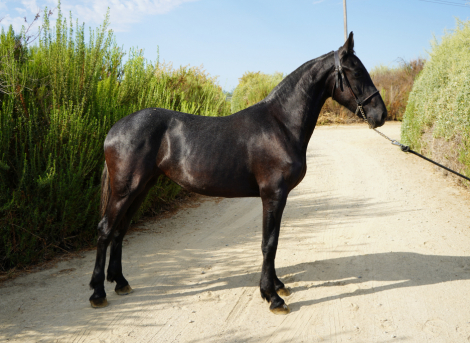 HorseID: 2301134 Belinda BG - PhotoID: 1084879