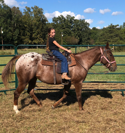 HorseID: 2301253 Spotty Sioux - PhotoID: 1084413