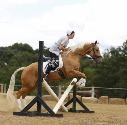 HorseID: 2301279 A Twisted Smart Chic - PhotoID: 1083074