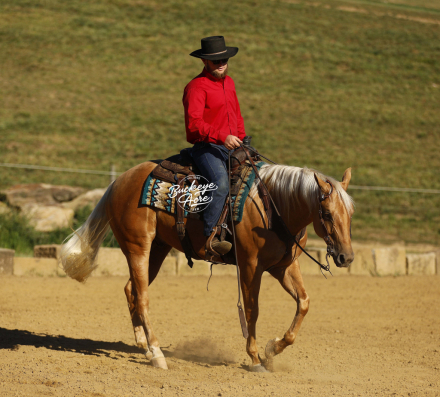 HorseID: 2301279 A Twisted Smart Chic - PhotoID: 1083076