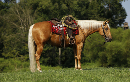 HorseID: 2301279 A Twisted Smart Chic - PhotoID: 1083077