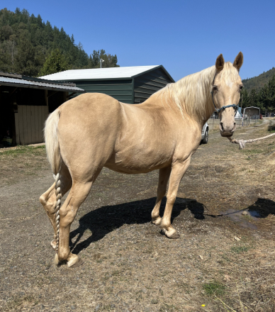 HorseID: 2301370 Rose's Shawntawny Lite - PhotoID: 1084785