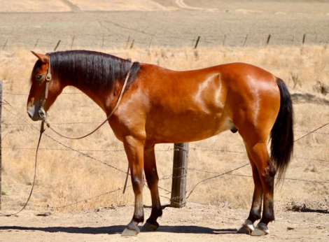 HorseID: 2301371 MARVIN - PhotoID: 1099625