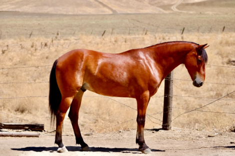 HorseID: 2301371 MARVIN - PhotoID: 1099626