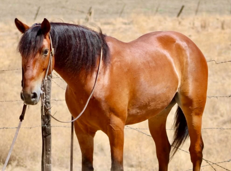 HorseID: 2301371 MARVIN - PhotoID: 1099627