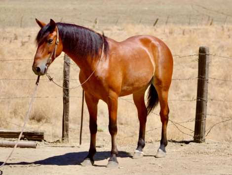 HorseID: 2301371 MARVIN - PhotoID: 1099628
