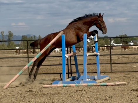 HorseID: 2301410 W. Good and Ready - PhotoID: 1083269