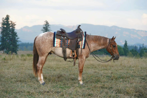 HorseID: 2301447 CHECKOUT MY BOON - PhotoID: 1083314