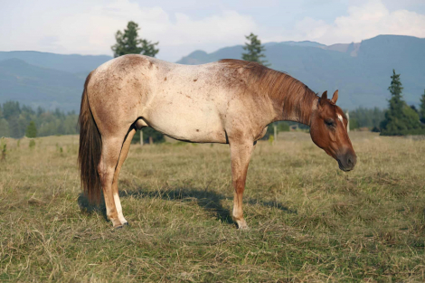 HorseID: 2301447 CHECKOUT MY BOON - PhotoID: 1083315