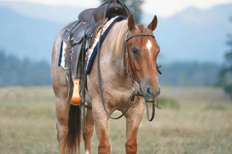 HorseID: 2301447 CHECKOUT MY BOON - PhotoID: 1083316