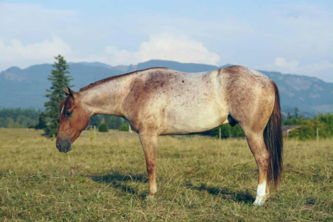 HorseID: 2301447 CHECKOUT MY BOON - PhotoID: 1083317