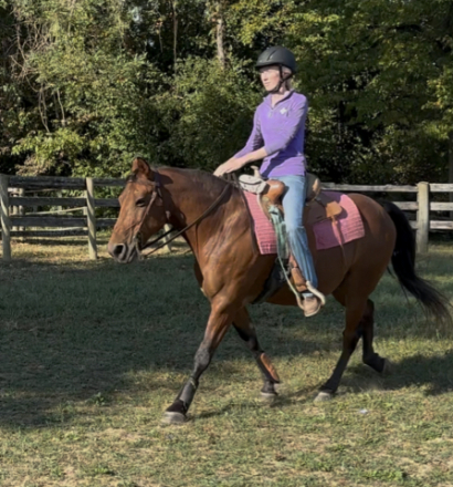 HorseID: 2301460 Beau - PhotoID: 1083458