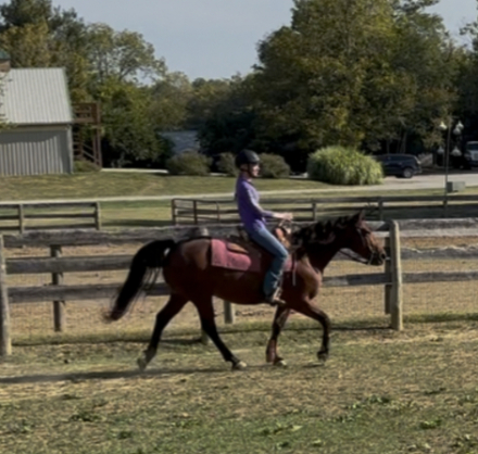 HorseID: 2301460 Beau - PhotoID: 1083459