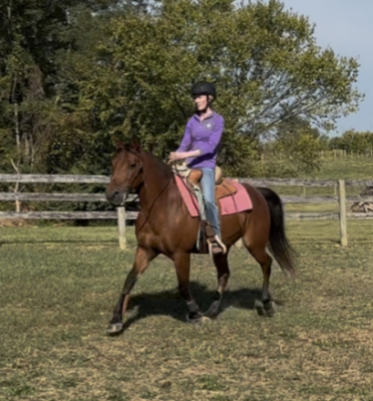 HorseID: 2301460 Beau - PhotoID: 1083460