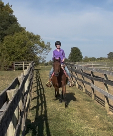 HorseID: 2301460 Beau - PhotoID: 1083461