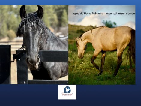 HorseID: 2301481 U2 do Summerwind (you pick any U name) - PhotoID: 1083427