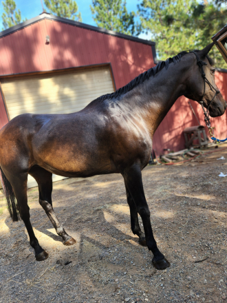 HorseID: 2301489 Miss Coco - PhotoID: 1083360