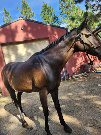 HorseID: 2301489 Miss Coco - PhotoID: 1083361