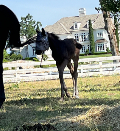 HorseID: 2301489 Miss Coco - PhotoID: 1083362