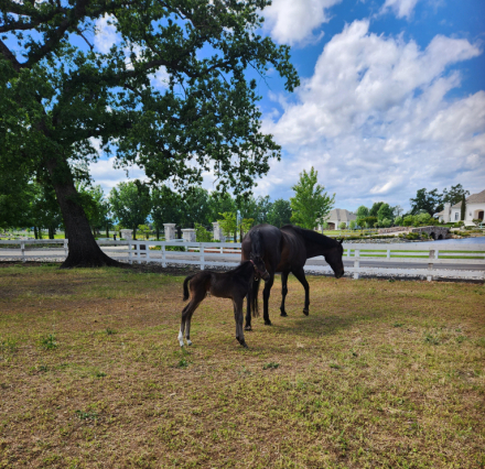 HorseID: 2301489 Miss Coco - PhotoID: 1083363