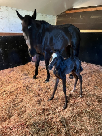 HorseID: 2301489 Miss Coco - PhotoID: 1083364