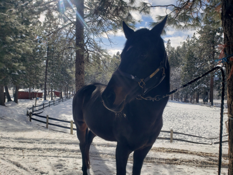 HorseID: 2301489 Miss Coco - PhotoID: 1083365