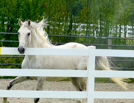 HorseID: 2301490 Hastings of Paddock Wood - PhotoID: 1083366