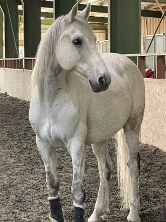 HorseID: 2301490 Hastings of Paddock Wood - PhotoID: 1083367