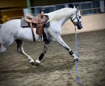 HorseID: 2301490 Hastings of Paddock Wood - PhotoID: 1083368