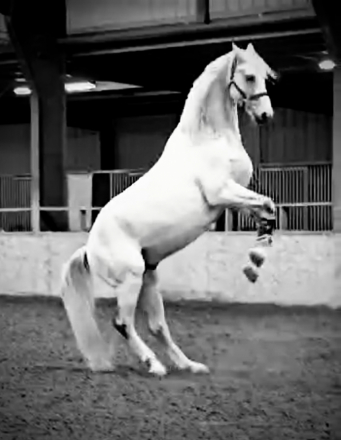 HorseID: 2301490 Hastings of Paddock Wood - PhotoID: 1083369