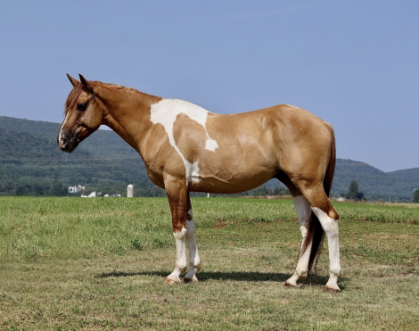 HorseID: 2301497 Stormy - PhotoID: 1083381