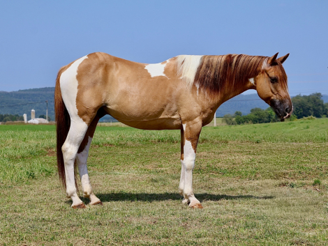 HorseID: 2301497 Stormy - PhotoID: 1083382