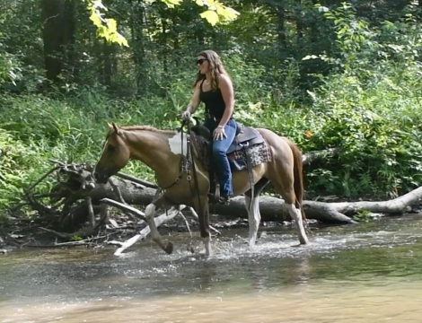 HorseID: 2301497 Stormy - PhotoID: 1083383