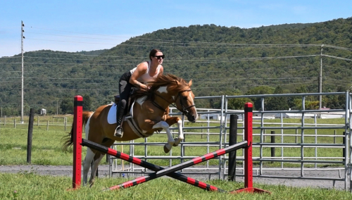 HorseID: 2301497 Stormy - PhotoID: 1083384