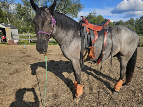 HorseID: 2301499 Ringo Out Of Line - PhotoID: 1083424