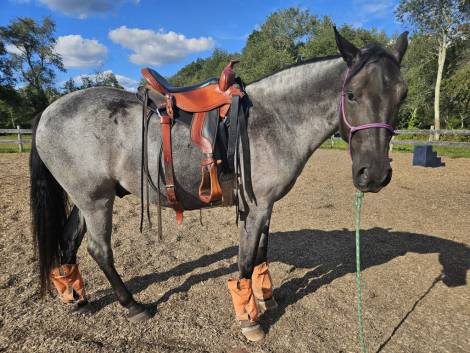 HorseID: 2301499 Ringo Out Of Line - PhotoID: 1083425