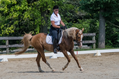 HorseID: 2301501 Gold N Kahlei - PhotoID: 1083520