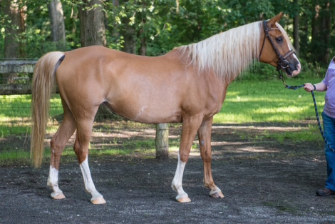 HorseID: 2301501 Gold N Kahlei - PhotoID: 1083521