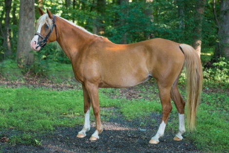 HorseID: 2301501 Gold N Kahlei - PhotoID: 1083522