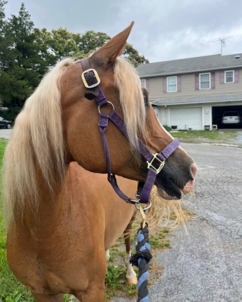 HorseID: 2301501 Gold N Kahlei - PhotoID: 1083523