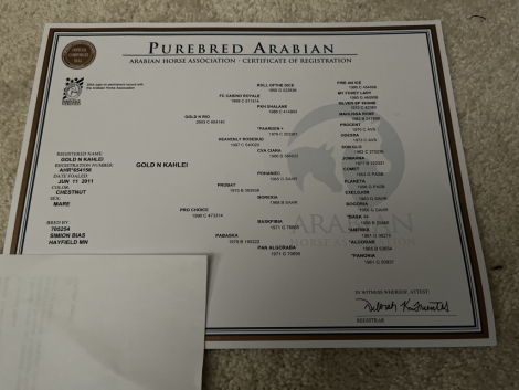 HorseID: 2301501 Gold N Kahlei - PhotoID: 1083524