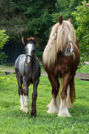 HorseID: 2301518 Celtic Cross Armageddon - PhotoID: 1083411