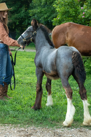 HorseID: 2301518 Celtic Cross Armageddon - PhotoID: 1083412