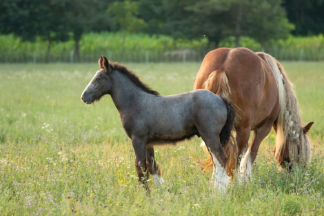 HorseID: 2301518 Celtic Cross Armageddon - PhotoID: 1083413