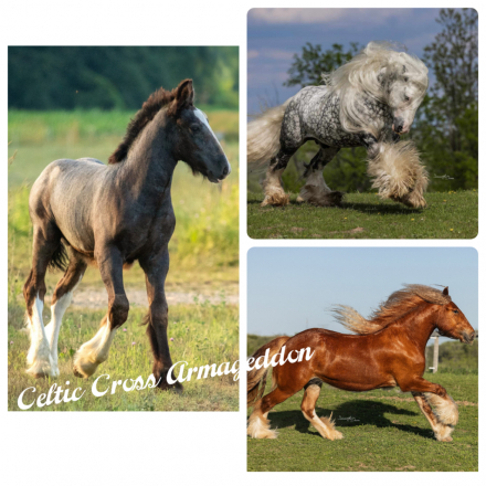 HorseID: 2301518 Celtic Cross Armageddon - PhotoID: 1083414