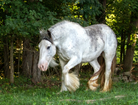 HorseID: 2301522 Celtic Cross Madame de Pompadour - PhotoID: 1083416
