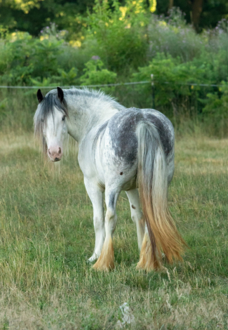 HorseID: 2301522 Celtic Cross Madame de Pompadour - PhotoID: 1083417