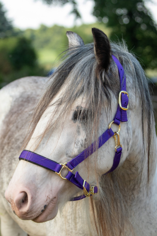 HorseID: 2301522 Celtic Cross Madame de Pompadour - PhotoID: 1083418